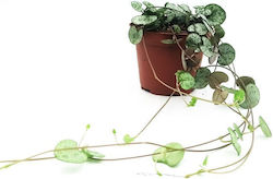 Hanging Plant “String Hearts” 20cm