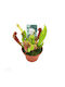 Sarracenia Venosa Judith – Dekorative Künstliche Pflanze Im Topf