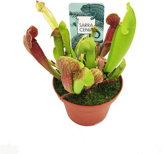 Sarracenia Venosa Judith – Dekorative Künstliche Pflanze Im Topf Sarracenia Venosa Judith – Dekorative Künstliche Pflanze Im Topf