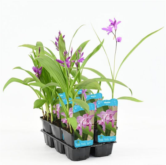 Gartenorchidee Bletilla Striata