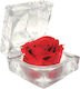 Rose Amor – Eternal Love Rose Long-lasting 100% Natural Rose