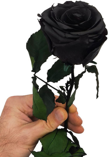 All Saints Black Rose 50cm Transparent Box 55 Cm X 6cm Milva Flowers