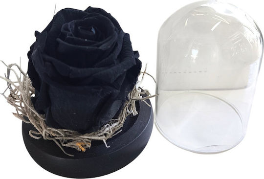 All Saints Black Rose Equador Tillandsia Moss Glass Bell Black Wooden Base 9 X 7cm Milva Flowers