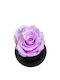 All Saints Lilac Rose Equador Glass Bell Black Wooden Base 9 x 7cm Milva Flowers