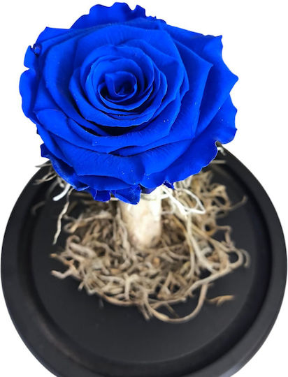 All Saints Blue Rose Glass Bell Height 20cm Milvaflowers