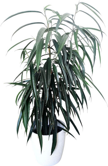 Ficus Amstel White Clay Plant Height 75cm Width 20