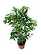 Ficus Benjamin Y 50 cm P 12cm MilvaFlowers