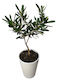 Bonsai Olive Alb Ghiveci Din Lut Înălțime 30 Cm Lățime 12 Cm Milvaflowers