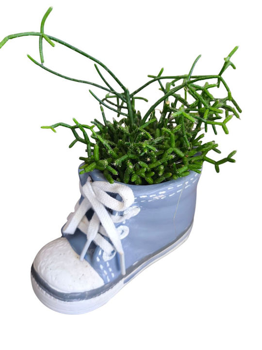 Ριψαλίς Κεραμικό Γαλαζιο Υ 11cm Μ:12cm Milvaflowers Ριψαλίς Κεραμικό Γαλαζιο Υ 11cm Μ:12cm Milvaflowers