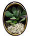 Crassula Neagră Ovală Ghiveci Ceramic Înălțime 13cm X Lățime 9cm Milvaflowers