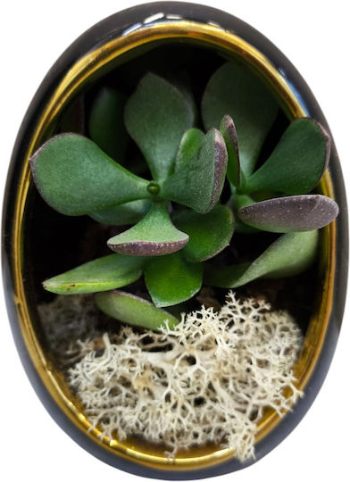 Crassula Neagră Ovală Ghiveci Ceramic Înălțime 13cm X Lățime 9cm Milvaflowers Crassula Neagră Ovală Ghiveci Ceramic Înălțime 13cm X Lățime 9cm Milvaflowers