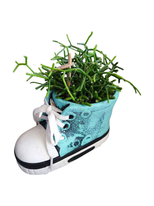 Rhipsalis Ceramică Pantofior Turcoaz Înălțime 11cm Lățime 12cm