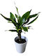 Dracaena Fragrans Ceramic Albă Înălțime 36 Cm X Lățime 12 Cm Milvaflowers