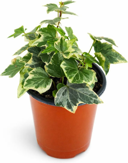 Ivy Bicolor Verde-Alb 8,5 Cm Milvaflowers