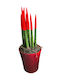 Sansevieria Cylindrica Velvet Rot Pile Innenbereich P13 Y:33 cm
