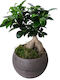 Bonsai Ficus Keramisches Kugelförmiges Pflanzgefäß H:32 X D:14 MilvaFlowers