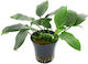 Aquaflora Anubias Barteri Var Nana Bolang Pot