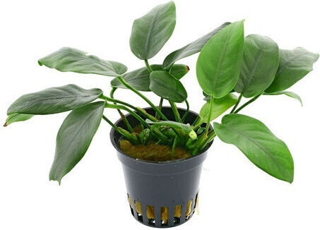 Aquaflora Anubias Barteri Var Nana Bolang Pot