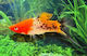 Xiphophorus Helleri Koi Sanke M