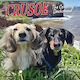 Crusoe Celebrity Dachshund Calendar De Perete Mini 2026 Wlcp