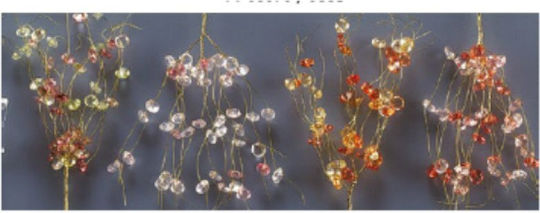 Blume Υυ60848 Rosa