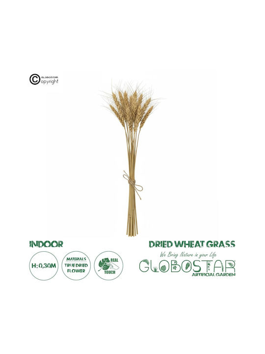 Dried Beige Grass Plant 30cm in Box 10 Pieces GloboStar
