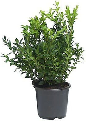 Πυξάρι Buxus Sempervirens Πυξάρι Buxus Sempervirens