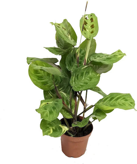 Μαράντα Maranta Leuconeura Variegata