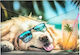 Panta Plast Φάκελος A4 Pp Εκτύπωση Chillout Dog