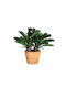 Bizzotto Plantă Ananas Cu Vază W X2tr H43cm 53x40x43h