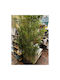 Sucursale De Bambus 2,40 Cm Verde Bază 74 X 14 X 12 Cm