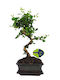 Authentisches Bonsai Carmona 30-35cm