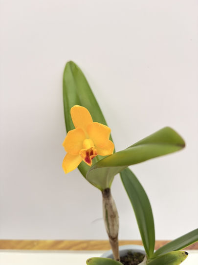 Cattleya Yellow Miracle Aromatică
