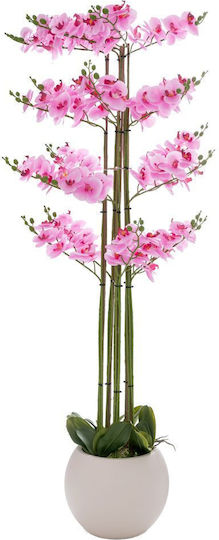 Orchid in Small Pot Pink Iliadis