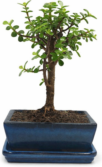 Бонсай Portulacaria Afra 20 см Бонсай Portulacaria Afra 20 см