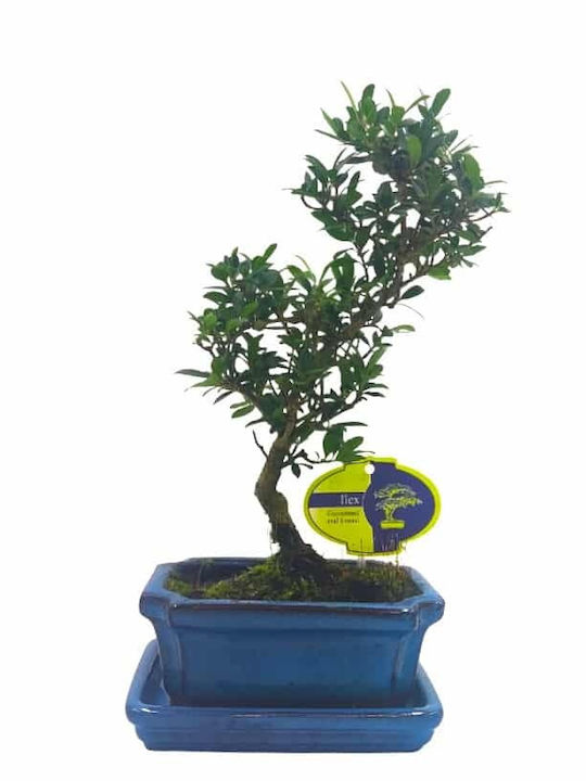 Μπονσάι “ilex Crenata” – 15 Εκ Μπονσάι “ilex Crenata” – 15 Εκ