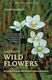 Harrap’s Wild Flowers - Bloomsbury Publishing Plc - Paperback / Softback
