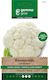 Blumenkohl Spät Weiß Saatgut Marzatico Gemma