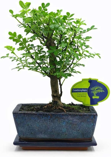 Бонсай Дърво Zanthoxylum 15 см