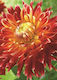 Dahlien Saatgut 490-F2-001