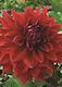 Samen Dahlien 490-F3-001