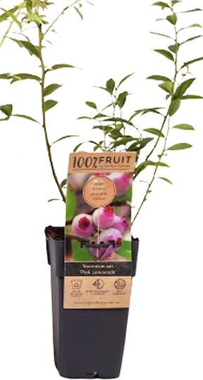 Pink Rubus – Vaccinium Corymbosum ‘Pink Lemonade’