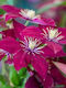 Clematis 'niobe'