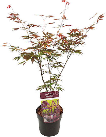 Acer Palmatum Trompenburg
