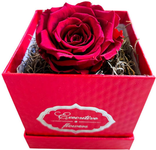 All Saints Red Rose 10x10cm Box Red Moss Tillandsia Milva Flowers