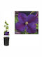 Κληματίδα Clematis Star India