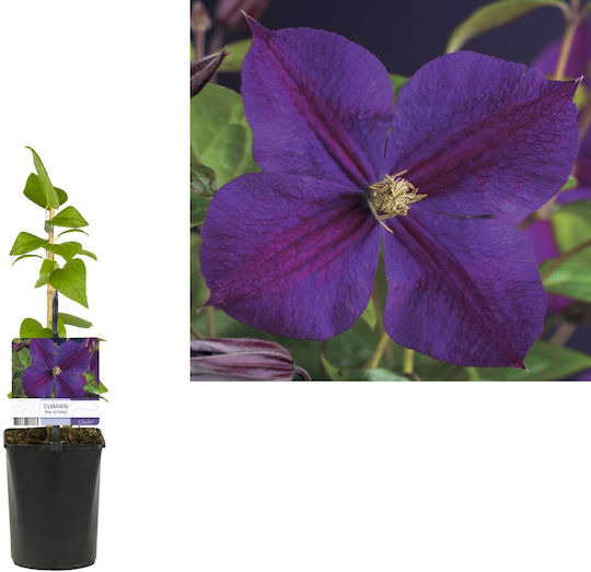 Κληματίδα Clematis Star India Κληματίδα Clematis Star India
