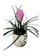 Plante Tillandsia Mică Înălțime 22cm Ghiveci Ceramic Milvaflowers