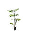 Plantă Artificială Ficus 140cm A31149