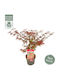 Japanischer Marple “acer Palmatum Atropurpureum” – 15 cm